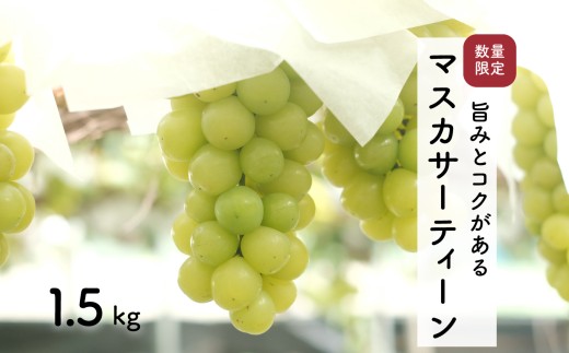 【先行予約・2026年9月】数量限定 マスカサーティーン 1.5kg 産地直送 農家直送 大粒 種なし 甘い ぶどう 果物 ギフト