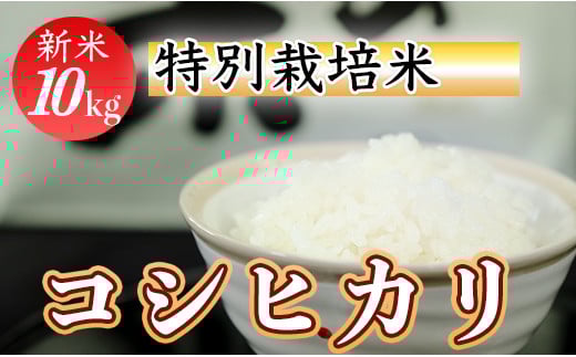 令和7年産 (精白米) 特別栽培米 こしひかり10kg