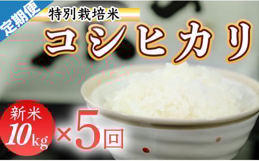 令和7年産 (精白米) 特別栽培米 こしひかり10kg ×5袋