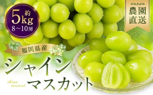 農園直送! シャインマスカット 約5kg 8房〜10房 [2025年8月上旬〜10月上旬順次発送予定] ぶどう マスカット 果物 フルーツ