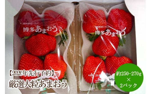 [2026年先行予約]厳選大粒あまおう(約250-270gx2パック)[044-0070]