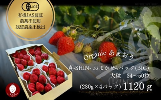 オーガニックあまおう 「いせいちご」 おまかせ4パック(大粒)【伊世いちご畑】_HA1019