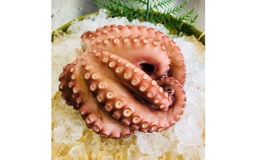 宗像産地ダコ丸ごとボイル【約1kg】【マルケイ水産】_HA0997
