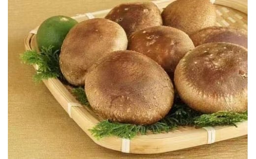 【一週間以内に発送】生しいたけ　肉厚シイタケ　無農薬　菌床栽培　特大　12枚【ハタモト農産】_HA1007