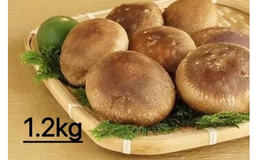 【一週間以内に発送】生しいたけ　肉厚シイタケ　無農薬　菌床栽培　1.2kg【ハタモト農産】_HA1003