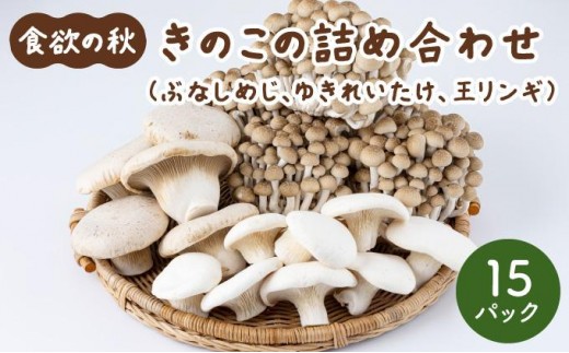 食欲の秋!きのこの詰め合わせ(ぶなしめじ・ゆきれいたけ・王リンギ各5パック)AT17