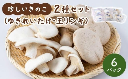 珍しいきのこ2種×3パックセット(ゆきれいたけ3パック・王リンギ3パック)