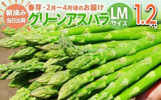 数量限定 先行予約 アスパラ LMサイズ 1.2kg 春芽 朝採り 朝採れ 直送 グリーンアスパラガス アスパラ【2月~4月お届け】 BT03