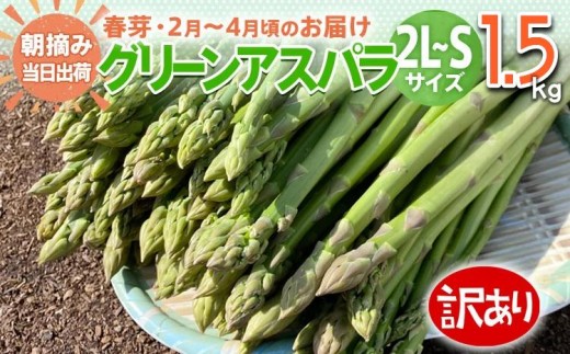 数量限定 先行予約 訳あり 規格外 アスパラ 2L~Sサイズ 1.5kg 春芽 朝採り 朝採れ 直送 グリーンアスパラガス アスパラ【2月~4月お届け】 BT04