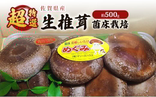 しいたけ 佐賀県産 超特選 生椎茸 菌床栽培 約500g 椎茸 きのこ