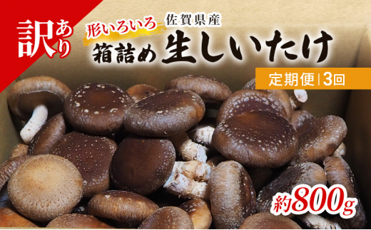 定期便 3ヶ月 訳あり しいたけ 佐賀県産 箱生しいたけ 約800g 訳アリ 椎茸 きのこ 3回 お楽しみ