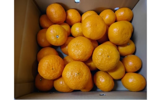 [№5353-0601]みかん 南津海（なつみ）みかん 4.5kg 柑橘 果物 フルーツ デザート ※配送不可:離島