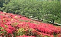 ④市長におまかせ
