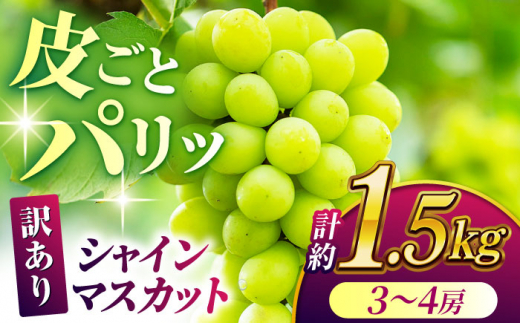 【先行予約】【訳あり】 シャインマスカット 約1.5kg(3～4房)【合同会社 社方園】 [ZBZ030]