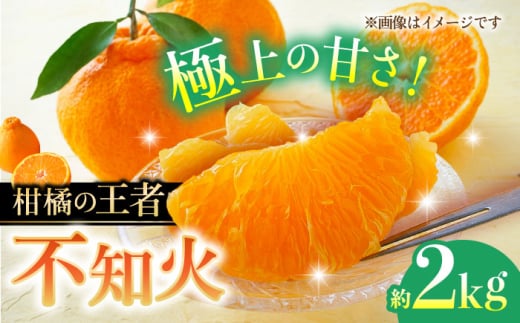 【先行予約】不知火 約2kg 柑橘 蜜柑 みかん フルーツ【日本フルーツ株式会社】　 [ZFJ001]