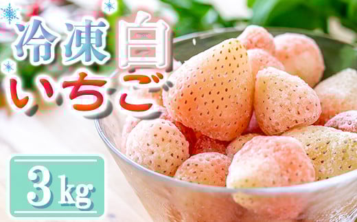 【数量限定】農家直送 南関町産 冷凍白いちご(品種淡雪)  3Kg 訳あり 数量限定 淡雪 加工用 産地直送 冷凍 スムージーやジャムにも便利