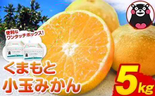 訳あり みかん くまもと小玉みかん 約 5kg (2.5kg×2箱)  蜜柑 柑橘 《2025年10月中旬-12月末頃出荷》 ご家庭用 小玉 たっぷり 熊本県産 S-3Sサイズ 期間限定 フルーツ 5000 g 旬 柑橘 長洲町