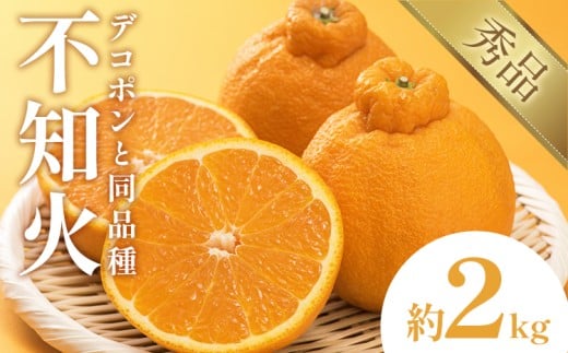 不知火(デコポン同品種) 約2kg 日本フルーツ株式会社 熊本県 長洲町 《2026年1月下旬-2月末頃出荷予定》 デコポン 果物 秀品 フルーツ スイーツ デザート ギフト ご贈答