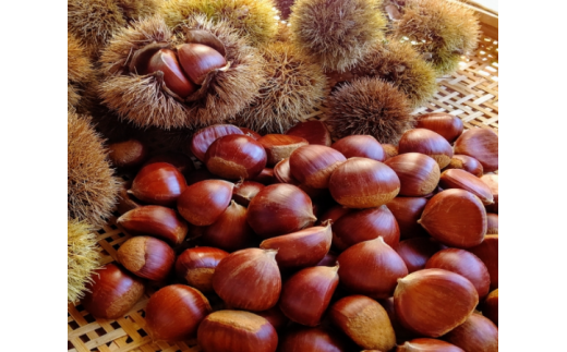 【先行予約】★令和8年9月から配送予定★熊本県甲佐町産・上田さんの和栗　L～3Lの2ｋｇ - くり クリ 栗 生栗 2kg 無農薬 国産 秋の味覚 栗ご飯 栗きんとん 甘露煮 マロングラッセ 送料無料 人気 おすすめ 熊本県 甲佐町【ZA】