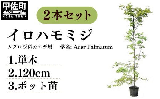 イロハモミジ(伊呂波紅葉)苗木 単木 樹高1.2m前後 2本セット ポット苗 シンボルツリー 落葉樹 植木 庭木