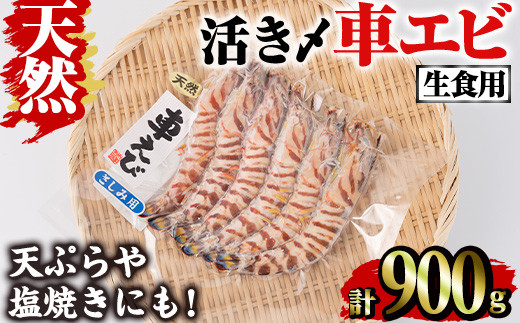 天然 活き〆車エビ 生食用 (計900g)  エビ 海老 車海老 車エビ 冷凍 刺身 さしみ 天ぷら 塩焼 バーベキュー 国産 大分県産 大分県 鶴見食賓館 【opad008】【鶴見食賓館】