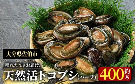 天然活きトコブシ (約400g・ハーフサイズ) 魚介 貝 トコブシ とこぶし 網焼き バター焼き バーベキュー 獲れたて 冷蔵 海の直売所 大分県 佐伯市【AS107】【海べ】
