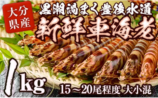 大分県産 新鮮車海老 (約1kg・15-20尾程度)直送 産直 漁師 魚 鮮魚 魚介 天然 車エビ 車海老 くるまえび 獲れたて 刺身 煮つけ フライ 塩焼き 冷蔵 大分県 佐伯市【DA02】【(有)丸直水産】