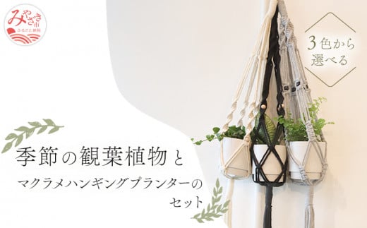 《黒》季節の観葉植物と3色から選べるマクラメハンギングプランタ―のセット_M005-006_bk