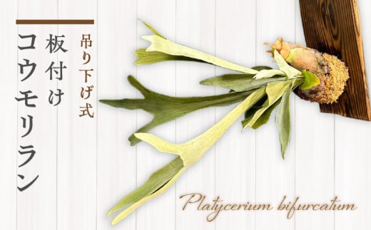 コウモリラン 板付け（ネザーランド）_M238-006