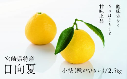 【先行受付】初春の旬「日向夏」種が少ない 2.5kg / 日向夏 ひゅうがなつ 柑橘 フルーツ 綾町 宮崎県