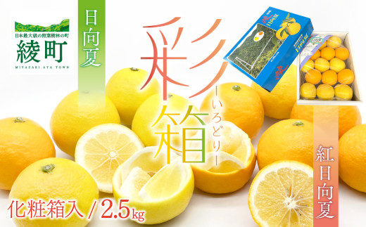 紅日向夏と日向夏の彩り箱 2.5kg / 日向夏 ひゅうがなつ 柑橘 フルーツ 綾町 宮崎県
