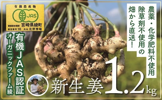 【有機JAS】新生姜1.2Kg!除草剤不使用!ジンジャーエールや甘酢漬けに!