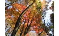 自然環境・森林の保全に関する事業