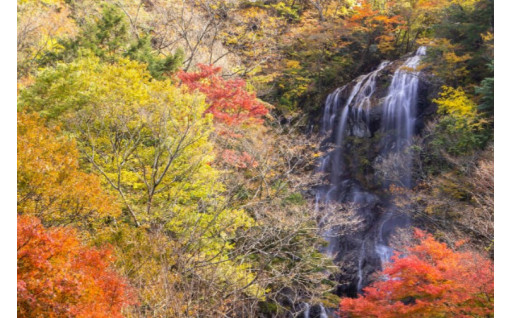 4. ふるさと五ヶ瀬の森林整備・水源涵養、自然環境・景観の保全に関する事業
