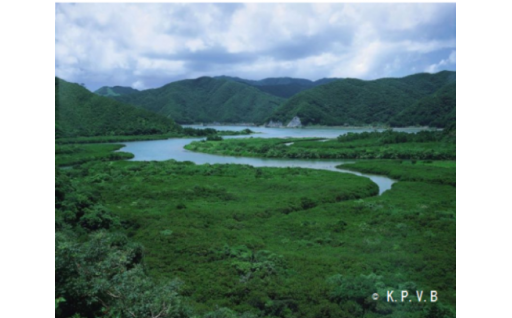 6.多様で魅力ある奄美・離島の振興
