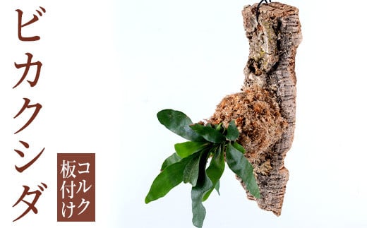 i620 ビカクシダ板付け(コルク)オシャレな観葉植物コウモリラン! シダ植物 グリーン 緑 インテリア おしゃれ 癒し ギフト 贈り物[kurk PLANT LEATHER]