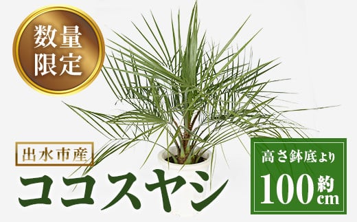 i906 ＜毎月数量限定＞ココスヤシ(鉢底より高さ約100cm)  植物 観葉植物 ココスヤシ 国内産 インテリア グリーン 自然 緑 ギフト 贈り物 数量限定【kurk PLANT LEATHER】