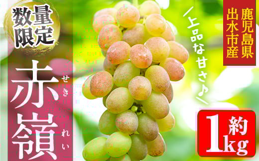 i1016 ≪数量・期間限定≫赤嶺(セキレイ) (計約1kg) ぶどう グレープ 果物 くだもの フルーツ 葡萄 旬 糖度 上品な甘さ 歯ごたえ 冷蔵 【山門ぶどう園】