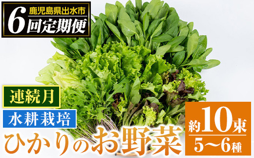 i678-B <定期便・計6回(連続月)>ひかりのお野菜(約10束・5~6種) 野菜 やさい 葉物 旬 定期便 ほうれん草 水菜 チンゲン菜 小松菜 リーフレタス ルッコラ 水耕栽培 ミックスリーフ 山東白菜  何が届くかはお楽しみ【ひかりの郷】
