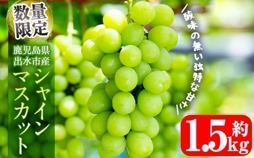 i214 ≪数量・期間限定≫ シャインマスカット (計1.5kg) 国産 鹿児島 出水市 ぶどう ブドウ 果物 くだもの フルーツ シャインマスカット 葡萄 旬 種なし 歯ごたえ 冷蔵 【山門ぶどう園】