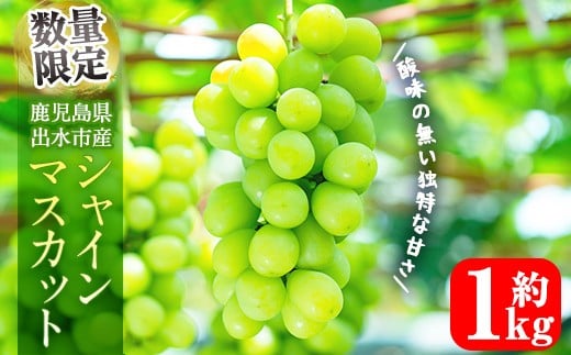 i1014 ≪数量・期間限定≫シャインマスカット(計約1kg) 国産 鹿児島 出水市 ぶどう ブドウ 果物 くだもの フルーツ シャインマスカット 葡萄 旬 種なし 旬 歯ごたえ 冷蔵 【山門ぶどう園】