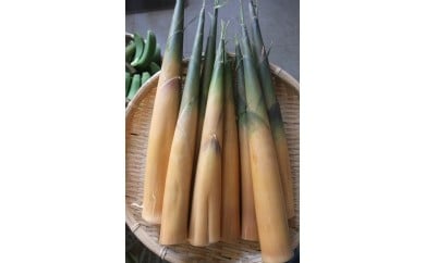 大名たけのこ【5月以降出荷】