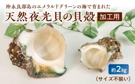 ■ 沖永良部島の天然夜光貝の貝殻(加工用)2キロ サイズ不揃い W061-002u