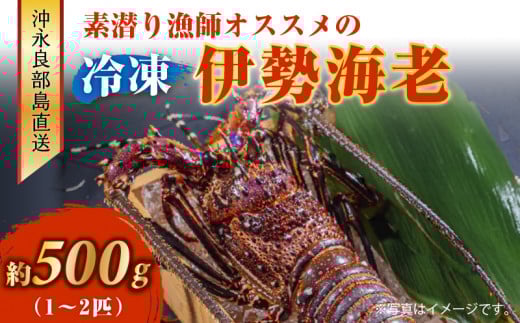 沖永良部島直送!素潜り漁師オススメの冷凍伊勢海老 約500g(1~2匹)! W030-018