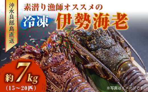 沖永良部島直送!素潜り漁師オススメの冷凍伊勢海老 約7kg(15~20匹)! W030-006u