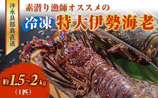 ■沖永良部島直送!素潜り漁師オススメの特大冷凍伊勢海老 約1.5~2kg(1匹)! W030-009u