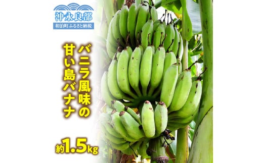 ■ 栽培期間中 農薬・除草剤・化学肥料不使用!バニラ風味の甘い島バナナ 1.5kg【2025年6月~2025年11月下旬お届け】 W043-006u