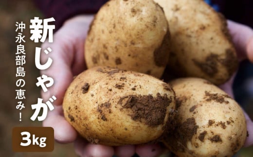 【2026年先行予約】沖永良部島の恵み！新じゃが 3kg【2月下旬～4月下旬】　W011-070u