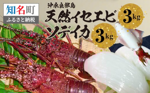 沖永良部島 天然イセエビ3kg・ソデイカ3kg C010-019