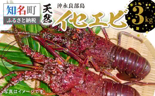 沖永良部島の天然イセエビ 3kg C010-020